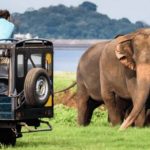 Unforgettable Wildlife Safaris in Sri Lanka