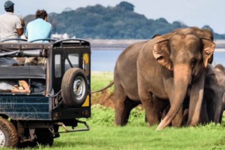 Unforgettable Wildlife Safaris in Sri Lanka