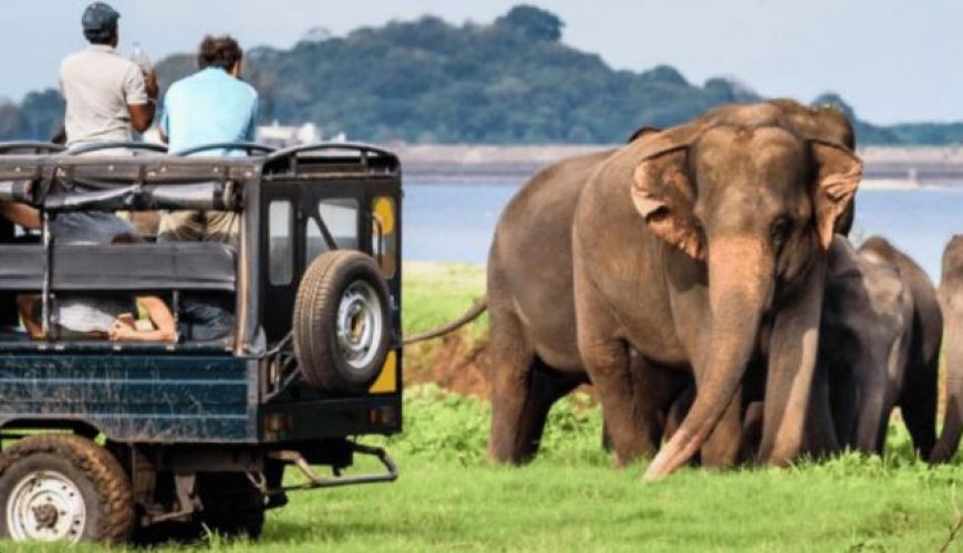 Unforgettable Wildlife Safaris in Sri Lanka