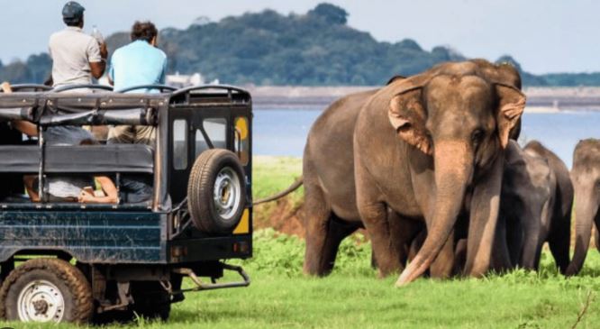 Unforgettable Wildlife Safaris in Sri Lanka